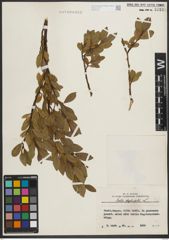 Foto von Salix phylicifolia L.